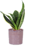 Sansevieria golden edge (Vrouwentong) (XS) - plantforyou.nl