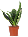 Sansevieria golden edge (Vrouwentong) (XS) - plantforyou.nl