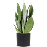 Sansevieria moonshine (Vrouwentong) (M)