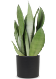 Sansevieria moonshine (Vrouwentong) (M)