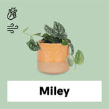 Scindapsus pictus ''argyraeus'' (Zilverrank) (S) - plantforyou.nl