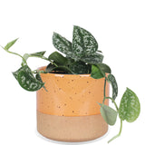Scindapsus pictus ''argyraeus'' (Zilverrank) (S) - plantforyou.nl