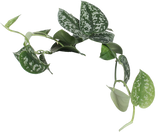 Scindapsus pictus ''argyraeus'' (Zilverrank) (S) - plantforyou.nl