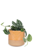 Scindapsus pictus ''argyraeus'' (Zilverrank) (S) - plantforyou.nl