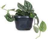 Scindapsus pictus ''argyraeus'' (Zilverrank) (S) - plantforyou.nl
