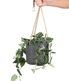 Scindapsus pictus ''argyraeus'' (Zilverrank) (S) - plantforyou.nl