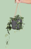 Scindapsus pictus ''argyraeus'' (Zilverrank) (S) - plantforyou.nl