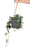 Scindapsus pictus ''argyraeus'' (Zilverrank) (S) - plantforyou.nl