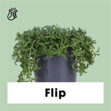 Senecio peregrinus (Dolfijnenplant) (S)