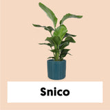 Strelitzia nicolai (Paradijsvogelplant) (L)