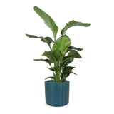 Strelitzia nicolai (Paradijsvogelplant) (L)