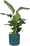 Strelitzia nicolai (Paradijsvogelplant) (L)