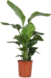 Strelitzia nicolai (Paradijsvogelplant) (L)