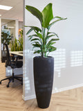 Strelitzia opgemaakt in Baq pot - plantforyou.nl