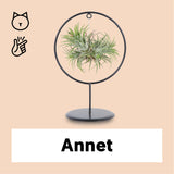 Tillandsia magic ball in ring (Luchtplantje)
