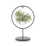 Tillandsia magic ball in ring (Luchtplantje)