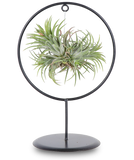 Tillandsia magic ball in ring (Luchtplantje)