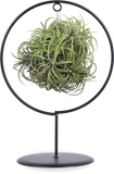 Tillandsia magic ball in ring (Luchtplantje)