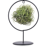 Tillandsia magic ball in ring (Luchtplantje)