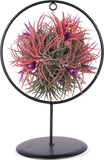 Tillandsia magic ball in ring (Luchtplantje)