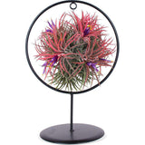 Tillandsia magic ball in ring (Luchtplantje)