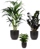 Schaduwspelers - plantforyou.nl