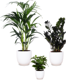 Schaduwspelers - plantforyou.nl