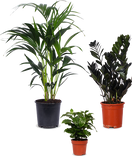 Schaduwspelers - plantforyou.nl