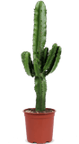 Euphorbia erytrea (Cowboycactus) (M)