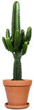 Euphorbia erytrea (Cowboycactus) (M)
