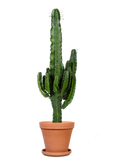 Euphorbia erytrea (Cowboycactus) (M)