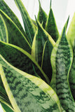 Sansevieria laurentii (Vrouwentong) (M)