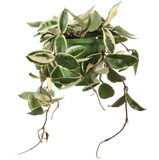 Hoya Carnosa Krimson Queen (Wasbloem) (S) - plantforyou.nl