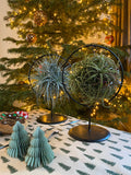 Tillandsia magic ball in ring (Luchtplantje)