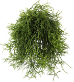 Rhipsalis heteroclada (Koraalcactus) (S) - plantforyou.nl