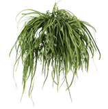 Lepismium bolivianum (M) - plantforyou.nl