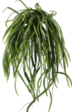 Lepismium bolivianum (S) - plantforyou.nl