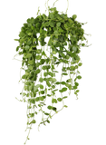 Dischidia Nummularia (Dubbeltjesplant) (S) - plantforyou.nl