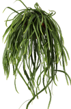 Lepismium bolivianum (S) - plantforyou.nl