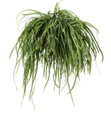 Lepismium bolivianum (M) - plantforyou.nl