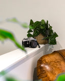 Scindapsus pictus ''argyraeus'' (Zilverrank) (S) - plantforyou.nl