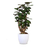 Polyscias fabian (Aralia) (M) - plantforyou.nl