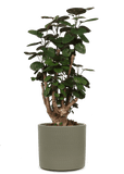 Polyscias fabian (Aralia) (M) - plantforyou.nl