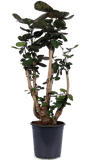Polyscias fabian (Aralia) (M) - plantforyou.nl