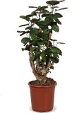 Polyscias fabian (Aralia) (M) - plantforyou.nl