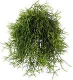 Rhipsalis heteroclada (Koraalcactus) (S) - plantforyou.nl