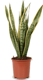 Sansevieria laurentii (Vrouwentong) (M)