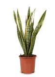 Sansevieria laurentii (Vrouwentong) (M)