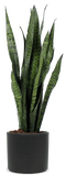 Sansevieria zeylanica (Vrouwentong) (M)