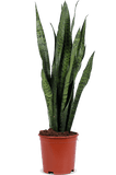 Sansevieria zeylanica (Vrouwentong) (M)